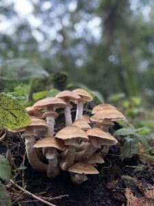 Nature And Forest Therapy - Association of Nature & Forest Therapy