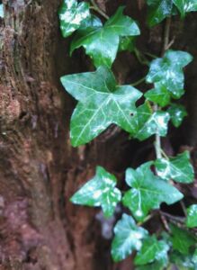 Nature And Forest Therapy - Association of Nature & Forest Therapy