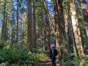 Nature And Forest Therapy - Association of Nature & Forest Therapy