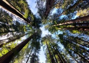 Nature And Forest Therapy - Association of Nature & Forest Therapy