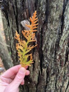 Nature And Forest Therapy - Association of Nature & Forest Therapy