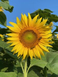 Nature And Forest Therapy - Association of Nature & Forest Therapy