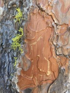 Nature And Forest Therapy - Association of Nature & Forest Therapy
