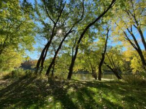 Nature And Forest Therapy - Association of Nature & Forest Therapy