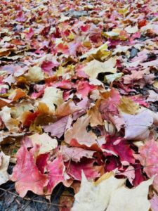 Nature And Forest Therapy - Association of Nature & Forest Therapy