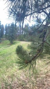 Nature And Forest Therapy - Association of Nature & Forest Therapy