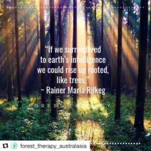 Nature And Forest Therapy - Association of Nature & Forest Therapy