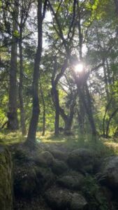 Nature And Forest Therapy - Association of Nature & Forest Therapy