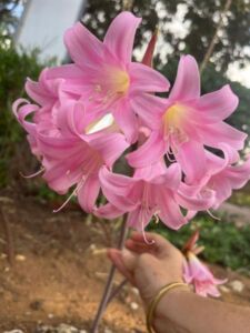 Nature And Forest Therapy - Association of Nature & Forest Therapy