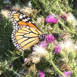 Nature And Forest Therapy - Association of Nature & Forest Therapy