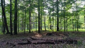 Nature And Forest Therapy - Association of Nature & Forest Therapy