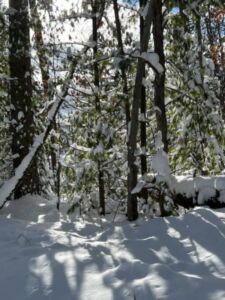 Nature And Forest Therapy - Association of Nature & Forest Therapy