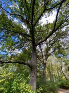 Nature And Forest Therapy - Association of Nature & Forest Therapy
