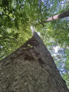 Nature And Forest Therapy - Association of Nature & Forest Therapy