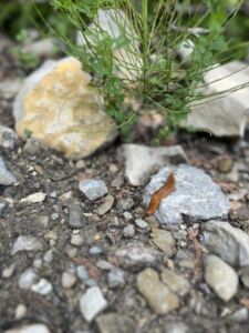 Nature And Forest Therapy - Association of Nature & Forest Therapy