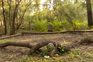 Nature And Forest Therapy - Association of Nature & Forest Therapy