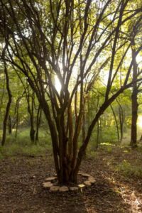 Nature And Forest Therapy - Association of Nature & Forest Therapy
