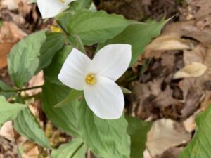 Nature And Forest Therapy - Association of Nature & Forest Therapy