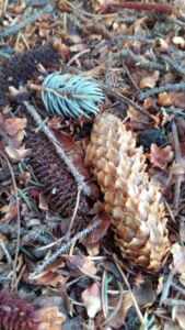 Nature And Forest Therapy - Association of Nature & Forest Therapy