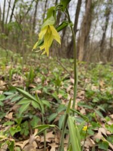 Nature And Forest Therapy - Association of Nature & Forest Therapy