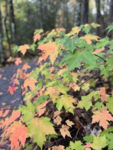 Nature And Forest Therapy - Association of Nature & Forest Therapy