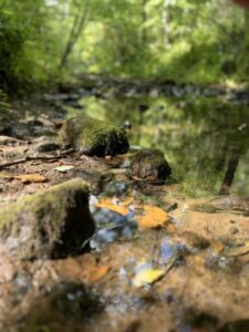 Nature And Forest Therapy - Association of Nature & Forest Therapy