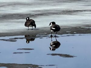 Nature And Forest Therapy - Association of Nature & Forest Therapy