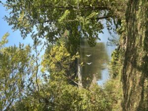 Nature And Forest Therapy - Association of Nature & Forest Therapy
