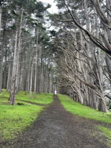 Nature And Forest Therapy - Association of Nature & Forest Therapy