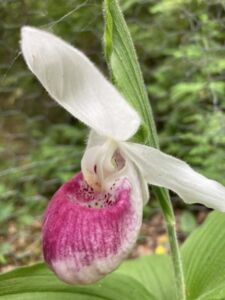 Pink Lady Slipper - Association of Nature & Forest Therapy
