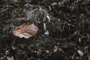 Douglas Jones - Association of Nature & Forest Therapy