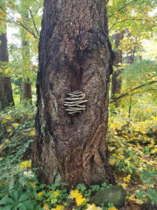 Shelf Fungus Tree 500 - Association of Nature & Forest Therapy