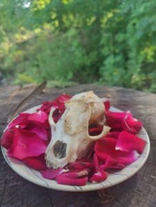 Skull Revamp - Association of Nature & Forest Therapy