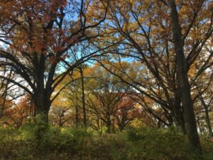 Intertwined - Association of Nature & Forest Therapy