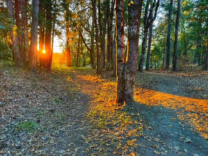 Sunset At Fish Hatchery - Association of Nature & Forest Therapy