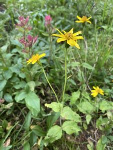 Margaret McKeon Kinship Guiding - Association of Nature & Forest Therapy