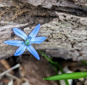 Violet Flower - Association of Nature & Forest Therapy