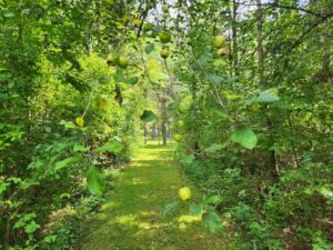 Owl Pines Nature Trail - Association of Nature & Forest Therapy