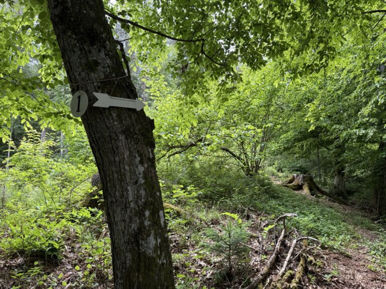 Kräuterlei am Wörthersee - Association of Nature & Forest Therapy