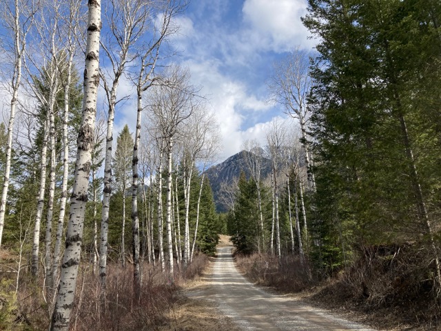 Radius Retreat Forest Therapy Trail - Association of Nature & Forest Therapy
