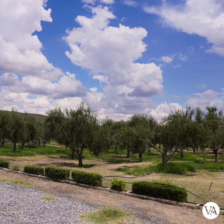 Villa Atacama Parras Coahuila México - Association of Nature & Forest Therapy