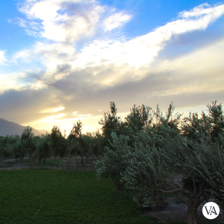 Villa Atacama Parras Coahuila México - Association of Nature & Forest Therapy