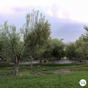 Villa Atacama Parras Coahuila México - Association of Nature & Forest Therapy