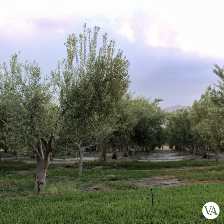 Villa Atacama Parras Coahuila México - Association of Nature & Forest Therapy