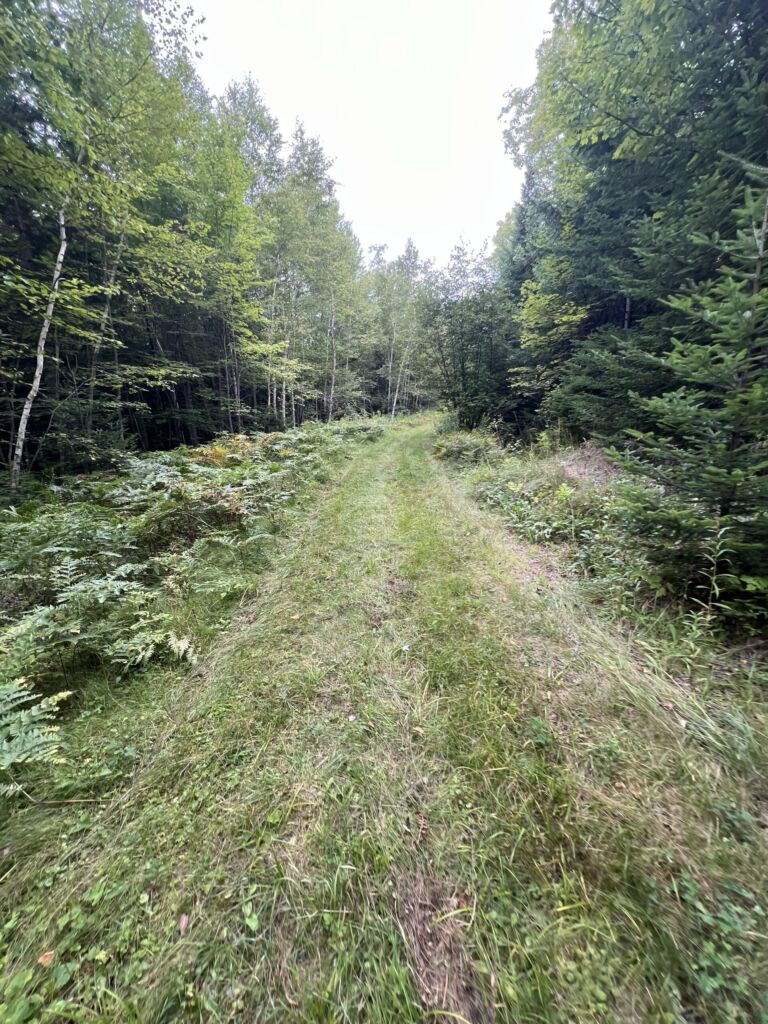 The Bower - Association of Nature & Forest Therapy