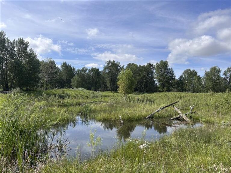 City of Calgary, Inglewood Bird Sanctuary - Association of Nature & Forest Therapy