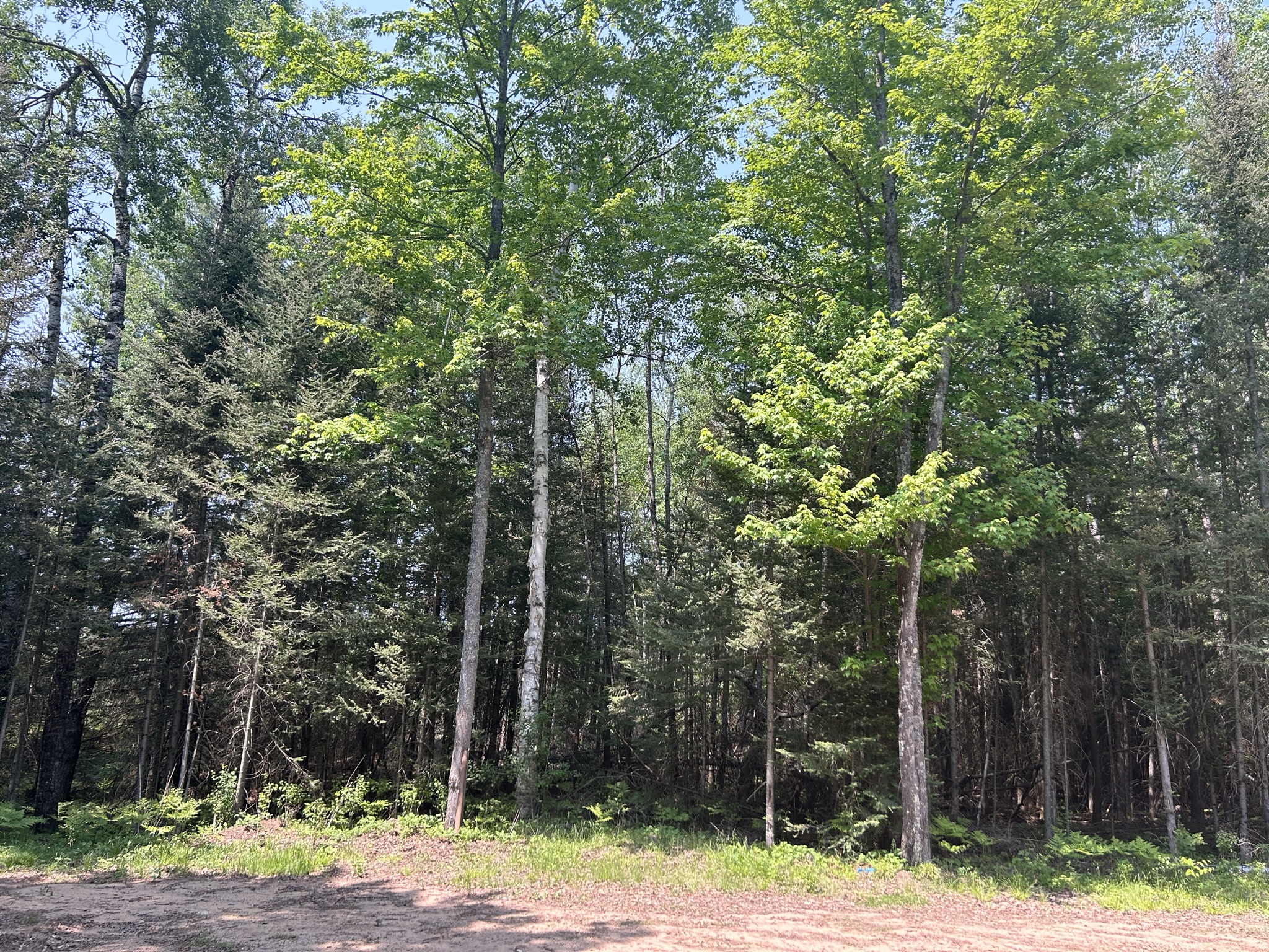 Ancient Forests, Enduring Partnerships: Tara Lila’s Journey to Becoming an ANFT Certified Forest Therapy Trail - Association of Nature & Forest Therapy