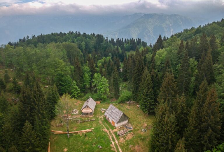 Bohinj Forest Melody - Association of Nature & Forest Therapy