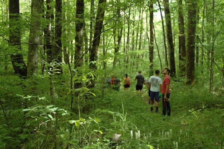 Pinnacle Park Loop Trail - Association of Nature & Forest Therapy