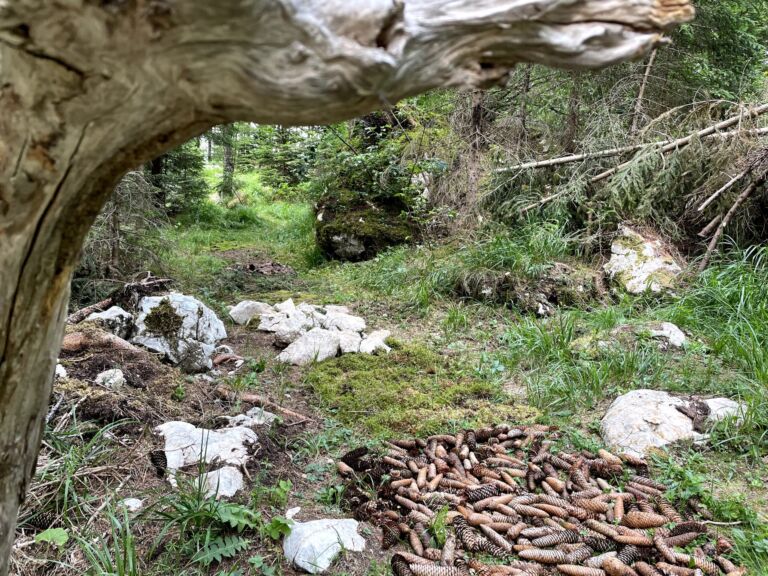 Bohinj Forest Melody - Association of Nature & Forest Therapy
